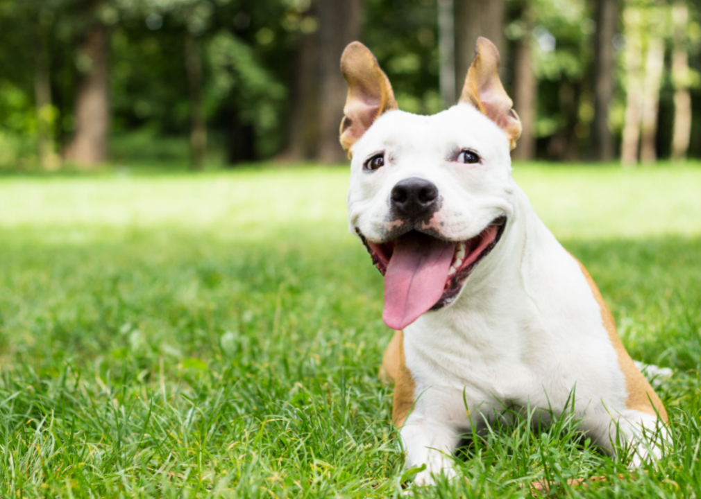 #45. American Staffordshire terrier (tie)
